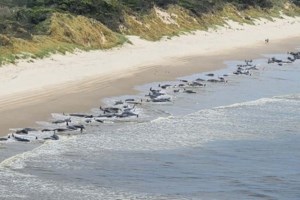 Σχεδόν 200 νεκρές φάλαινες που εξόκειλαν σε ακτή της Αυστραλίας - Μόνο 35 επιβίωσαν