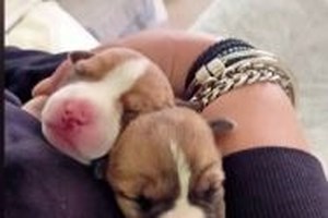 "Φιλόζωες" έκαναν γύρα τα κτηνιατρεία για να κάνουν ευθανασία στον σκύλο τους, επειδή γέρασε: "Θα βρούμε αλλού"