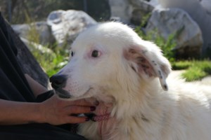 Μάλγαρα: Οδηγούσε το αυτοκίνητο με τον σκύλο του δεμένο απ’ έξω – Συνελήφθη ο 67χρονος