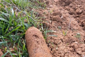 Θεσσαλονίκη: Τραυματισμένο τσακάλι μπήκε μέσα σε... βιβλιοπωλείο στο κέντρο της πόλης [εικόνες]