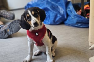 Κτηνωδία στη Σαντορίνη: Έδεσαν άλογο και το άφησαν να πεθάνει από τη δίψα κάτω από τον καυτό ήλιο [βίντεο] - εικόνα 2