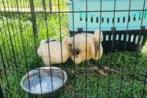 Λητή Θεσσαλονίκης: Μεγάλη κινητοποίηση για να κατασκευαστεί φωλιά ζευγαριού πελαργών -  Κινδυνεύουν να πάθουν ηλεκτροπληξία