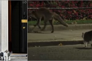 Γλυφάδα: Viral η αλεπού που κόβει βόλτες στη μέση του δρόμου [βίντεο]