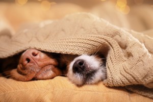 Γιατί είναι επικίνδυνα για τον σκύλο μας τα θεωρητικά άκακα άγανα - εικόνα 5