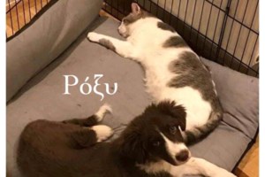 Συγκέντρωση για τη δολοφονία της Καρολάιν στη Θεσσαλονίκη - εικόνα 2