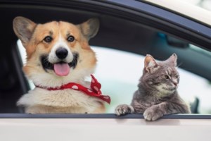 Παγκόσμια Hμέρα Ζώων: Aφύπνιση, χρέος, καθήκον, σεβασμός και αγάπη