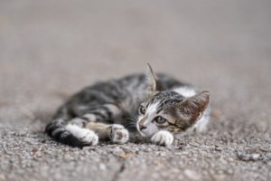 pet.gov.gr: Επτά νέες ψηφιακές υπηρεσίες προστέθηκαν στο Εθνικό Μητρώο Ζώων Συντροφιάς - εικόνα 2