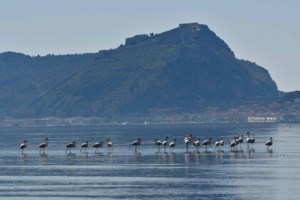 Εκπληκτικές εικόνες από 30 εξωτικά φλαμίνγκο που προσγειώθηκαν στο Ναύπλιο [εικόνες]