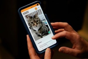 8 Αυγούστου: Σήμερα η Παγκόσμια Ημέρα Γάτας - Πόσο γατόνια είναι - εικόνα 3