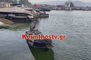 Περιβαλλοντική τραγωδία στον Σχίνο: Ζώα καίγονται ζωντανά - Οι εκκλήσεις για βοήθεια στις πυρόπληκτες περιοχές