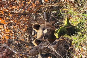 Νυμφαίο: Ξύπνησαν από τη χειμερία νάρκη οι αρκούδες - Η βόλτα του "Γιώργου" [Βίντεο]