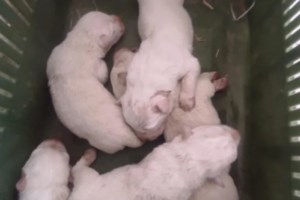 Θεσσαλονίκη: Ηλικιωμένη πέταξε μπαστούνι σε αδέσποτο σκύλο - Μήνυση σε βάρος της [βίντεο]