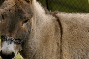 "Καμπάνα" 5.000 ευρώ στη 15χρονη που κλώτσησε γατάκι στο Ρέθυμνο και γελούσε - Γιατί δεν συνελήφθη [βίντεο] - εικόνα 4