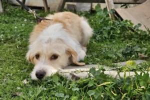 Σώστε ένα αδεσποτάκι: Ό,τι ονειρεύεστε σε ένα νέο σκύλο, είναι ο Άλεξ