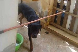 Βόλος: Αδέσποτος σκύλος επιτέθηκε σε 83χρονο και τον έστειλε στο νοσοκομείο - εικόνα 2