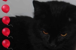 Ημέρα Υιοθεσίας Γάτας: Ανοίγουμε την αγκαλιά μας και την οικογένειά μας για ένα αδέσποτο ζώο - εικόνα 4