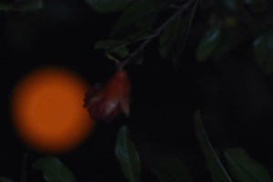 Το Φεγγάρι του Οξύρρυγχου: Πότε είναι η τελευταία υπερπανσέληνος της χρονιάς - εικόνα 2