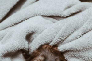 Φρίκη στον Βύρωνα: Άντρας βάζει πιτ μπουλ να ξεκοιλιάζει γάτες και τις πετάει στα σκουπίδια [βίντεο] - εικόνα 2