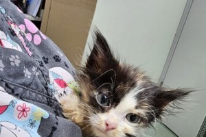 Αδιανόητη φρίκη στη Νέα Φιλαδέλφεια: Βίντεο ντοκουμέντο - Ηλικιωμένος έφραξε σωλήνα και έπνιξε δύο γατάκια