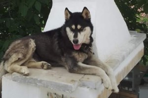 Ποιοι κακοποίησαν το χάσκι στην Αράχωβα: Υποπτα δύο άτομα από τηλε-ριάλιτι - Φοβάται να καταθέσει ο αυτόπτης μάρτυρας