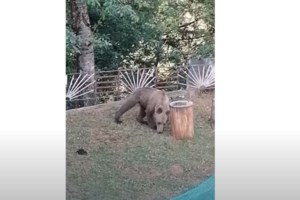 Αργος Ορεστικό: Αρκούδα εγκλωβίστηκε στο κέντρο της πόλης [βίντεο]