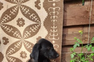 Ο κούταβος, από το πάρκο κυκλοφοριακής αγωγής στο Χαλάνδρι: Κάποιος τον παράτησε λίγες ημέρες πριν το Πάσχα - εικόνα 2