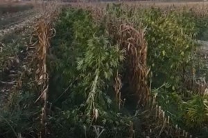 Γιάννενα: Συνελήφθη μια Ουκρανή και ο Έλληνας φίλος της για τηλεφωνικές απάτες - Είχαν  αρπάξει 73.300 ευρώ από ηλικιωμένους