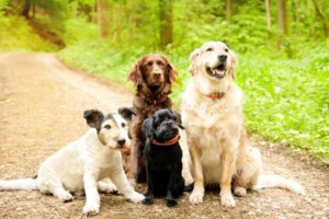 "Χάτσικο" στο Χιλιομόδι: Σκυλάκι κοιμάται στον τάφο του αφεντικού του - "Δεν θέλει να φύγει" [video]