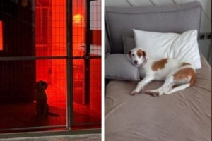 Μην το πετάς χάρισέ το για τα ζωάκια - Μπαζάρ αγάπης για τα αδέσποτα πλάσματα - εικόνα 2