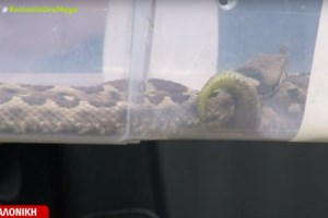 WWF: Από ποια δηλητηριώδη φίδια κινδυνεύουμε στην Ελλάδα - Τι ισχύει για το δάγκωμα της οχιάς - εικόνα 5