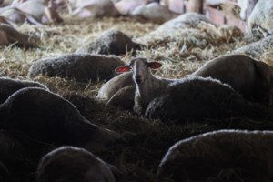 Η Κατερίνα Σακελλαροπούλου επισκέφθηκε τις πληγείσες από τις πλημμύρες περιοχές σε Καρδίτσα και Βόλο - εικόνα 4