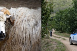 Καβάλα - Θάνατος 68χρονης: Χτύπημα από κριάρι ή εγκληματική ενέργεια; "Την έδερνε και την απειλούσε" λέει ο αδερφός της για τον άντρα της - εικόνα 2