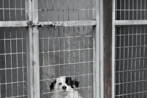 Η ζωή είναι τέλεια, απολαύστε φαγητό και χάδια: Αυτή είναι η Σούζι,  τα μάτια της τα υπέροχα, τα πάχη της τα κάλη της, η ομορφιά της - εικόνα 3