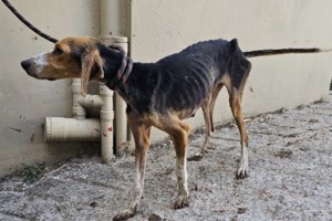 Η ανθρώπινη ιστορία της Γιάγκα από τη Σαντορίνη - Αλλη μια υπόθεση παθών και συμπεριφορών - εικόνα 2