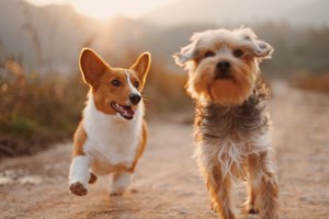 Δεν υπάρχει άγρια επίθεση πιτ μπουλ στην Εύβοια - Δεν έχει γίνει καταγγελία