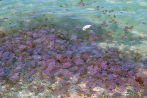 Οι μωβ μέδουσες έφτασαν και στην Εύβοια - Τις εντόπισαν λουόμενοι στις Αλυκές [εικόνες]