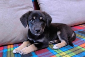 Πάρος: Απίστευτη διάσωση σκύλου μεσοπέλαγα από Έλληνα TikToker με κανό - "Το πέρασα για... φώκια"