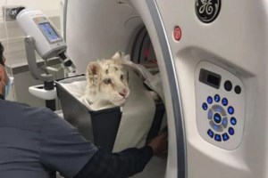 Το αργότερο αύριο Πέμπτη η απόφαση για το λευκό τιγράκι: Εκλεισε ο κύκλος των εξετάσεων του - εικόνα 2