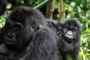 Καναδάς: Έβγαλε βόλτα με λουρί τον... φίλο της για να δει αν θα της βάλει πρόστιμο η αστυνομία
