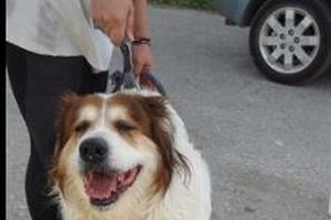 Κοιτάξτε το βλέμμα του σκυλάκου που εγκαταλείφθηκε σε δρόμο ταχείας κυκλοφορίας στην Ανάβυσσο - Βίντεο - εικόνα 2