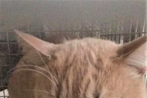 Alma Libre: Το μωρό του φρεατίου - Από αυτοκίνητο εν κινήσει έπεσε στο δρόμο και κατέληξε σε υπόνομο - εικόνα 3