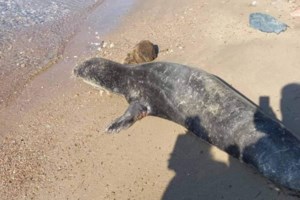 Νεκρή φώκια σε ακτή του Βόλου – Καρέ καρέ η επιχείρηση απομάκρυνσης [εικόνες]