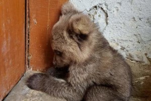 Ο Αρκτούρος έσωσε τον Θωμά: Το πανέμορφο αρκουδάκι είναι μικρότερο από παιδικό παιχνίδι [Εικόνες] - εικόνα 3