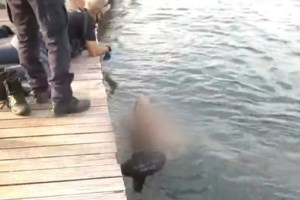 Δύο συλλήψεις για ναρκωτικά στο ΑΠΘ: Γνωστός της ΕΛΑΣ ο ένας - Είχε πέσει στο Θερμαϊκό με τις χειροπέδες