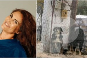 Θεσσαλονίκη: Προφυλακίστηκε ο ιδιοκτήτης των τριών σκυλιών που κατασπάραξαν την 50χρονη Ελισσάβετ