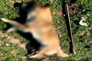 Φρίκη στη Σαλαμίνα: Σκύλος βρέθηκε κρεμασμένος - Τι καταγγέλλει η πρόεδρος του Φιλοζωικού Συλλόγου "Καρδιά"