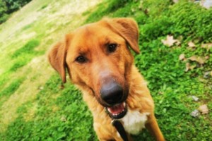 Εμφανίστηκε σε ένα χωριό, κρυβόταν στις αυλές και έβγαινε κάθε βράδυ μέχρι την ταβέρνα να ζητιανέψει - Σαν φάντασμα - εικόνα 3