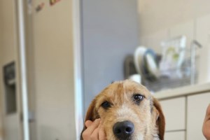 Αυτό το αστέρι το εγκατέλειψαν, ο Linus αναζητά την παντοτινή του οικογένεια, αγκάλιασε τον