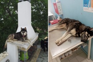 "Αν υπάρξει υπόνοια συγκάλυψης, η Αράχωβα θα πληρώσει βαρύ τίμημα ως προορισμός" λέει ο Αδωνις για το χάσκι - εικόνα 2