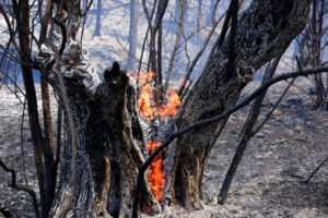 Χαλκίδα: Βίντεο ντοκουμέντο την ώρα που 52χρονος βάζει φωτιά - Τον "έπιασαν" οι κάμερες, ομολόγησε όταν του το έδειξαν
